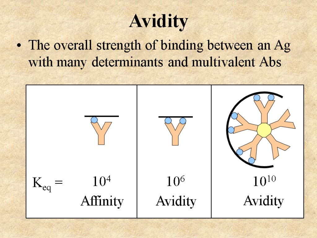 Avidity The overall strength of binding between an Ag with many determinants and multivalent